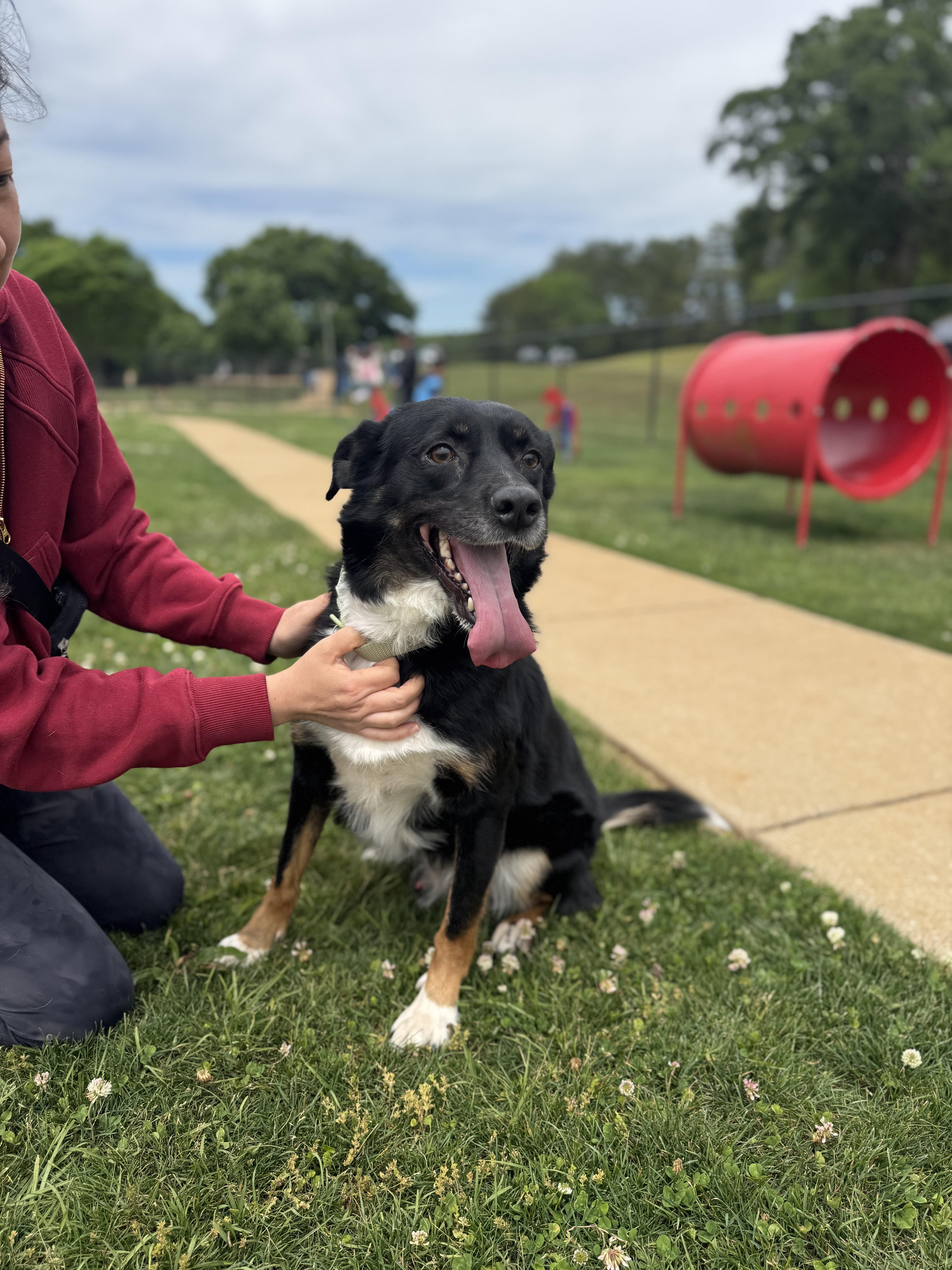 An adult medium-sized male Tricolor (Brown, Black, & White) Aussiedoodle dog named Oliver for adoption in Tuscaloosa, AL