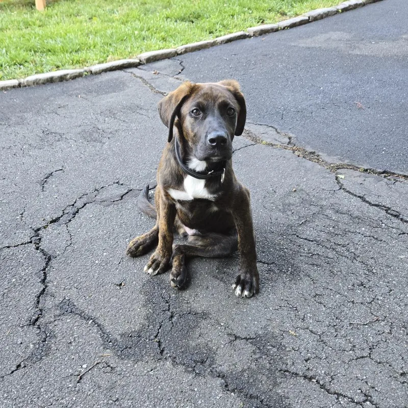 A baby small-sized male Brindle Labrador Retriever dog named Jaipur for adoption in Staten Island, NY