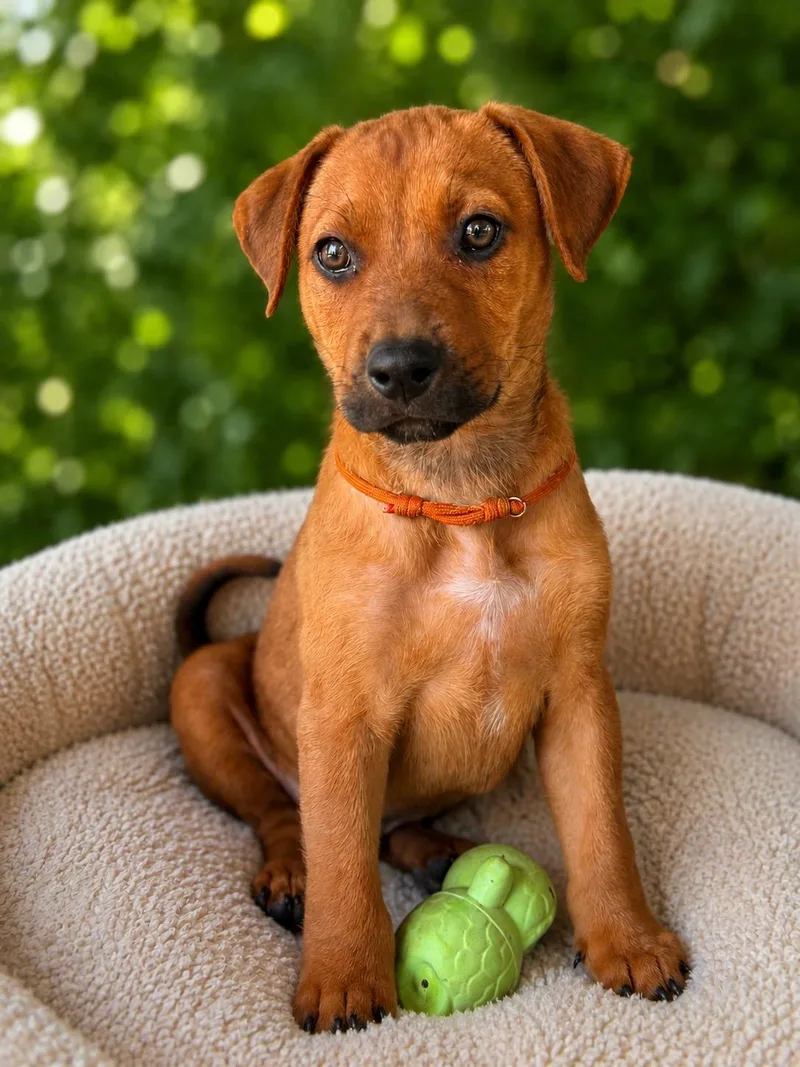 A baby large-sized male Golden Mixed Breed dog named Romeo for adoption in Austin, TX
