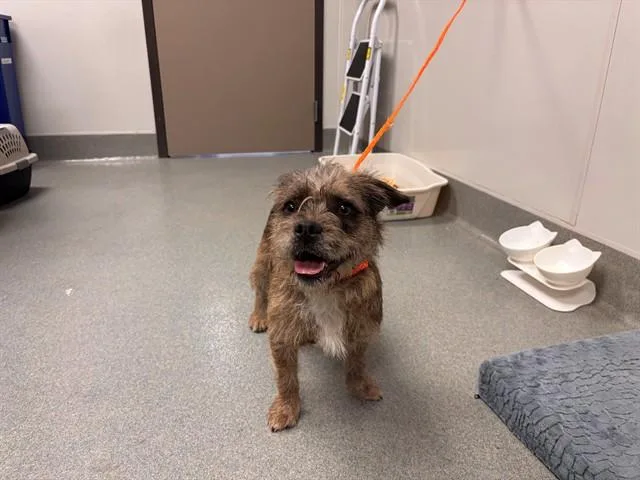 A young small-sized male Tibetan Terrier dog named Theo for adoption in Ontario, CA