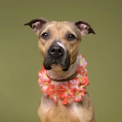 An adult large-sized female Pit Bull Terrier dog named Bailey for adoption in Atlanta, GA