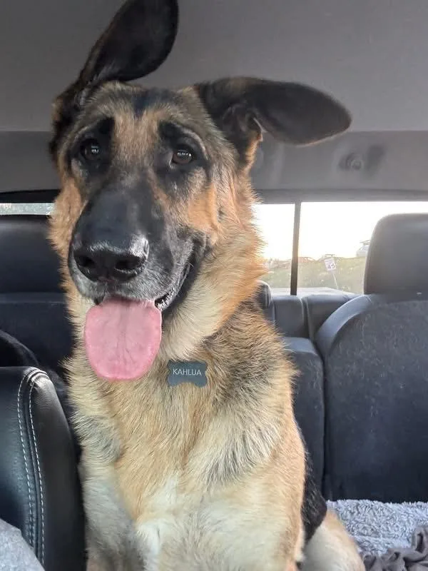 A young large-sized female Black German Shepherd Dog dog named Kahlua for adoption in Woodbury, NJ