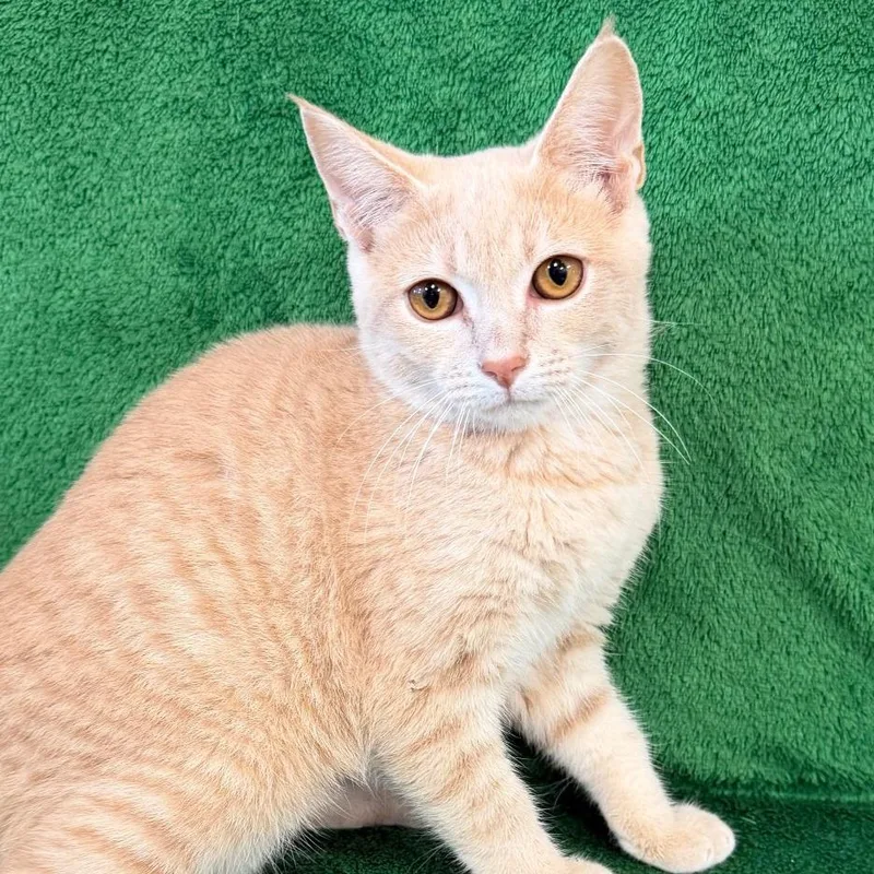 A baby small-sized female Buff / Tan / Fawn Domestic Short Hair cat named Divina for adoption in Mount Juliet, TN