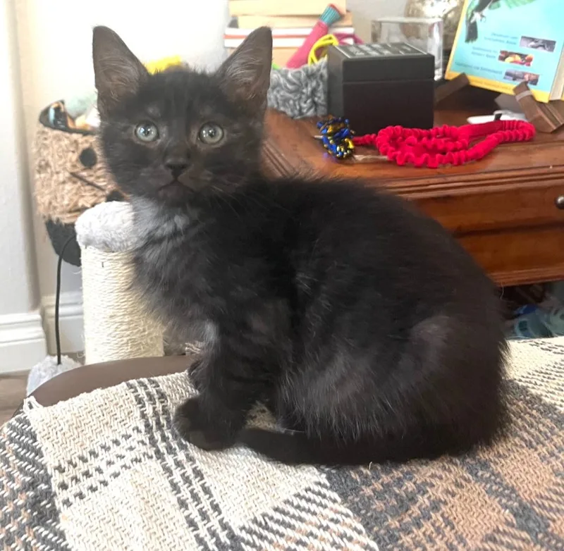 A baby medium-sized male Domestic Medium Hair cat named George O'Malley for adoption in San Juan Capistrano, CA