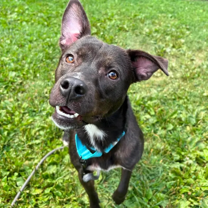 Lulu