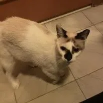 An adult medium-sized female Dilute Calico Domestic Short Hair cat named Aya for adoption in Waltham, MA