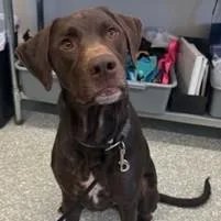 An adult large-sized male Brown / Chocolate German Shorthaired Pointer dog named Trigger for adoption in Waldport, OR