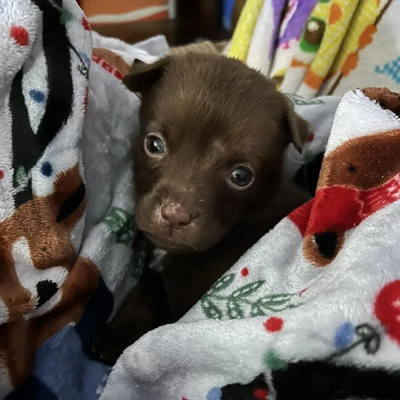 A baby medium-sized female Brown / Chocolate Pit Bull Terrier dog named Pearl for adoption in Overland Park, KS