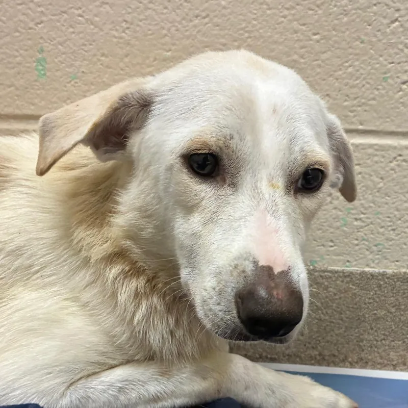 An adult medium-sized female White / Cream Labrador Retriever dog named Rita for adoption in Corpus Christi, TX