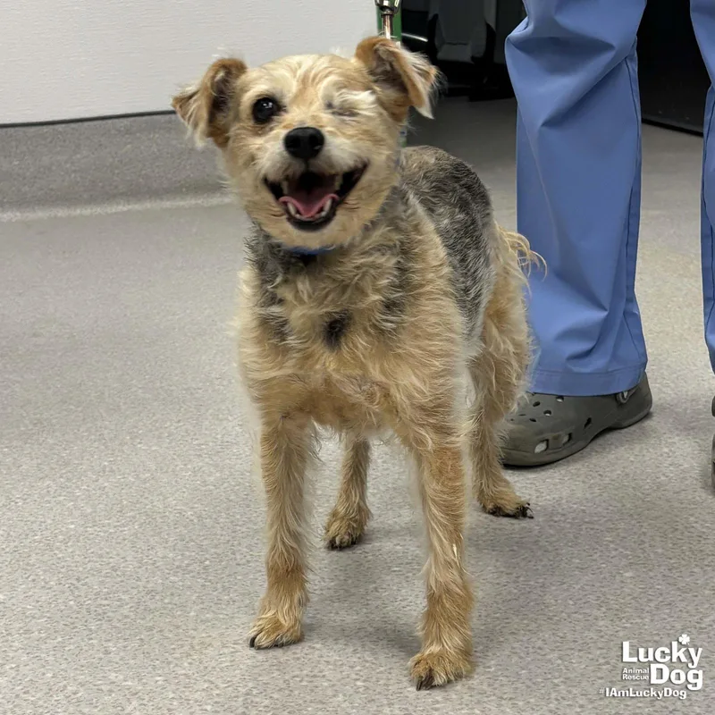 A senior small-sized female Wire Fox Terrier dog named Macey for adoption in Washington, DC