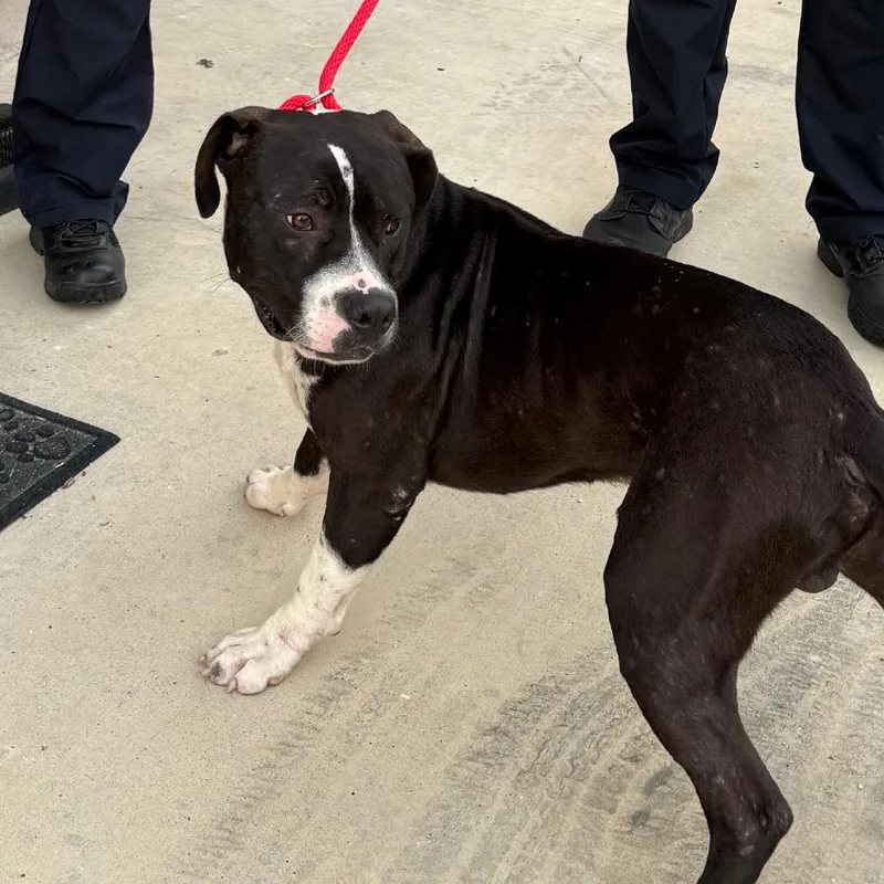 An adult medium-sized male Black Pit Bull Terrier dog named Domino for adoption in Portland, TX