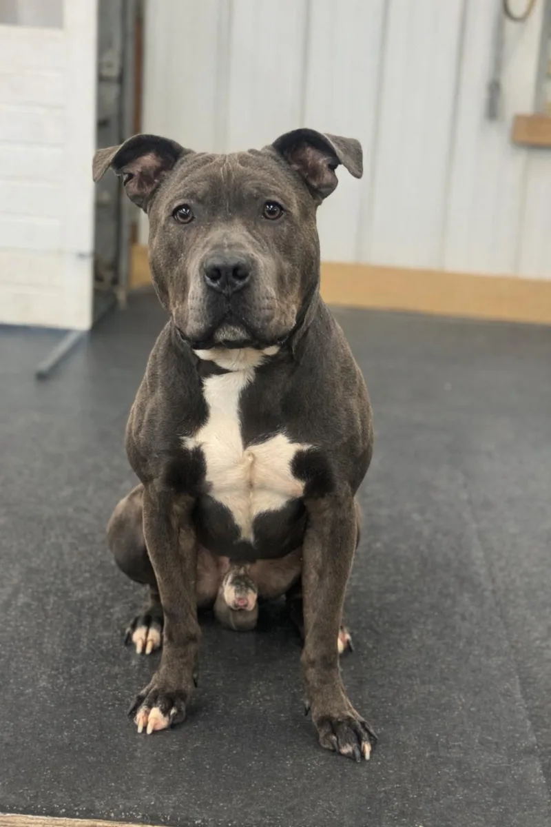 An adult large-sized male Gray / Blue / Silver Mixed Breed dog named Luffy for adoption in Vassalboro, ME