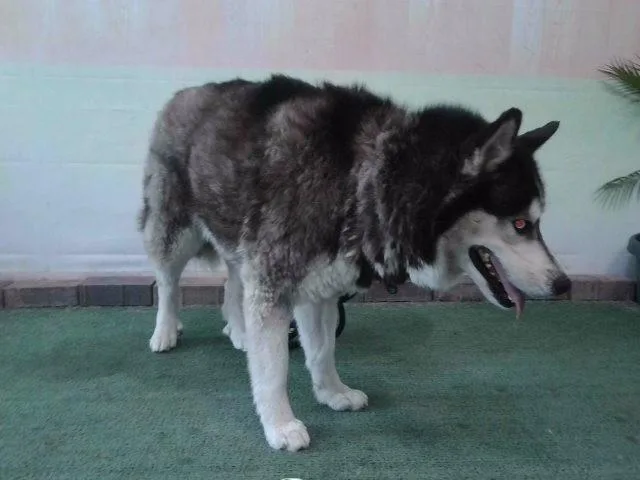 An adult large-sized female Siberian Husky dog named Ellie for adoption in Baldwin Park, CA