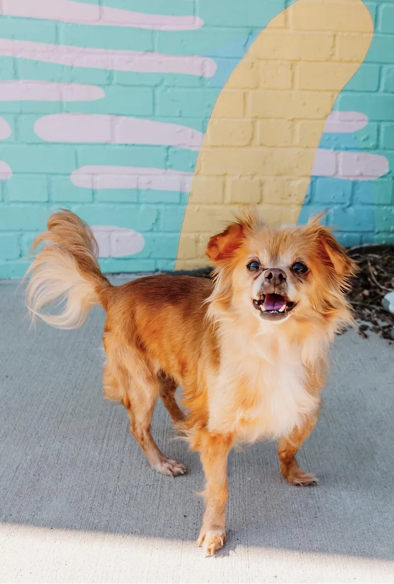 A senior small-sized female Red / Chestnut / Orange Chihuahua dog named Ingrid for adoption in Stanley, NC