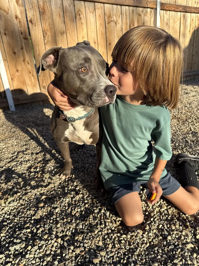 An adult medium-sized female American Staffordshire Terrier dog named Roxanne for adoption in Woodland Hills, CA