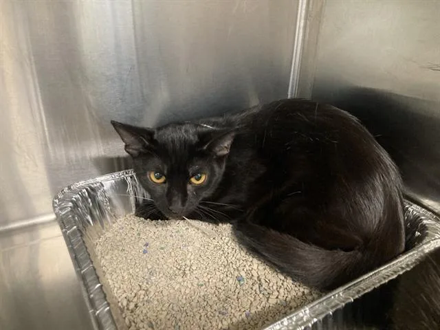 A young small-sized female Domestic Short Hair cat named Pita for adoption in Tustin, CA