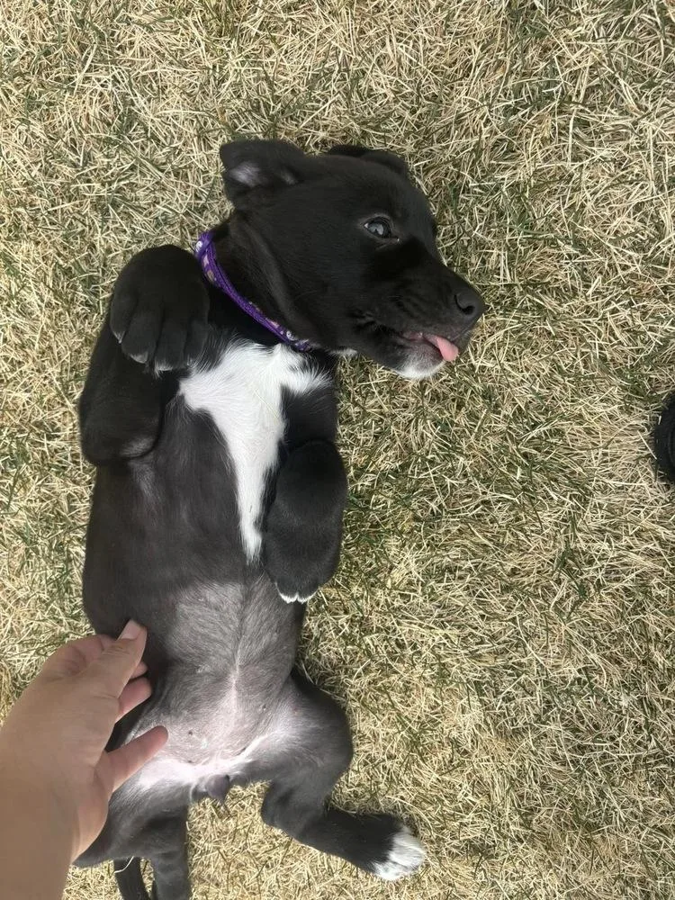 A baby small-sized female Tricolor (Brown, Black, & White) Labrador Retriever dog named Rosalita for adoption in Colorado Springs, CO