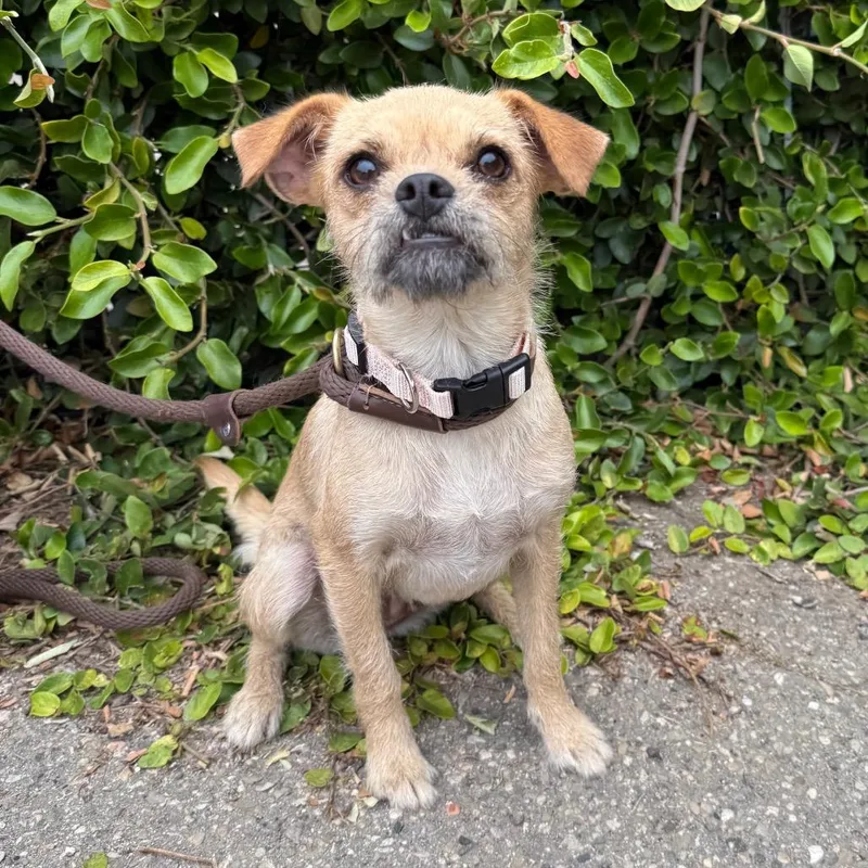 A young small-sized female Brown / Chocolate Terrier dog named Millie for adoption in Santa Barbara, CA