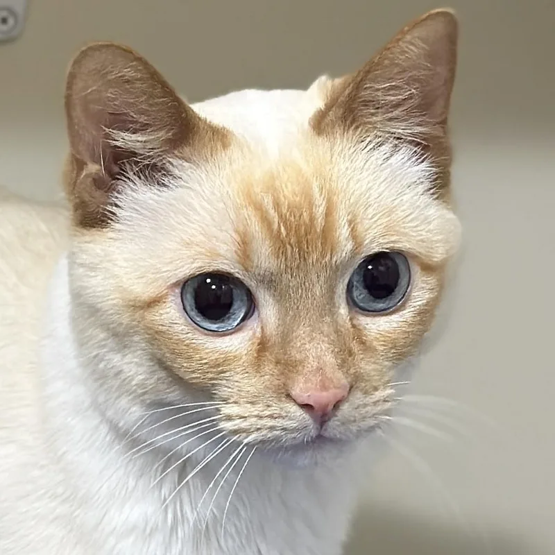 A senior medium-sized female Flame Point Siamese cat named Lily for adoption in Victor, NY