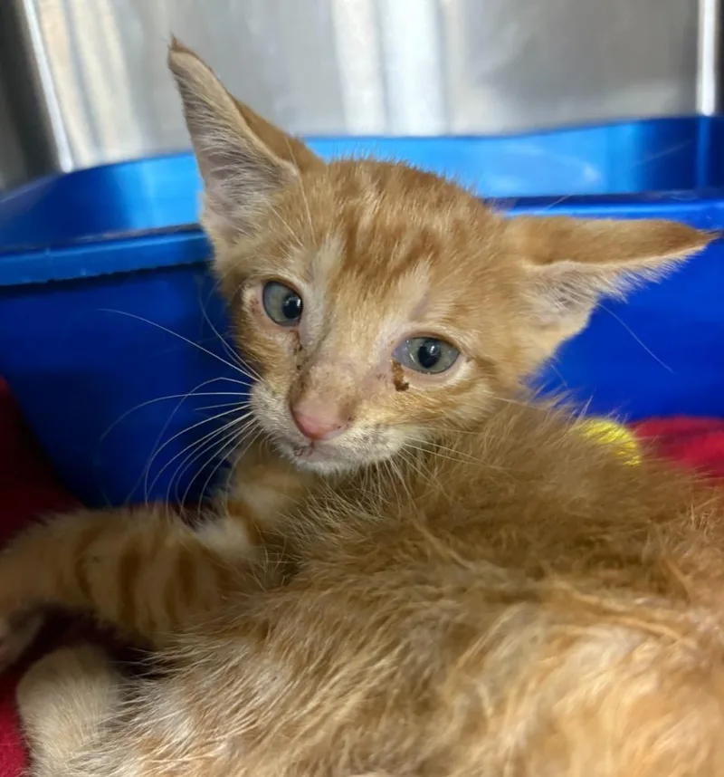 A young small-sized male Domestic Short Hair cat named Calvary for adoption in Corpus Christi, TX