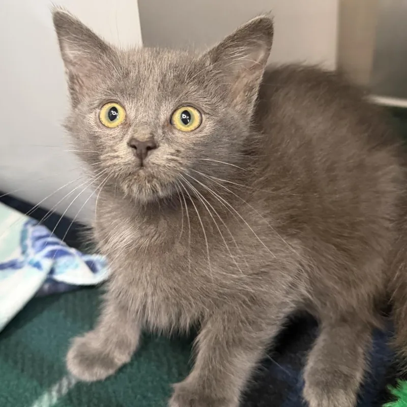 A baby small-sized female Domestic Short Hair cat named Sanrio for adoption in Los Angeles, CA