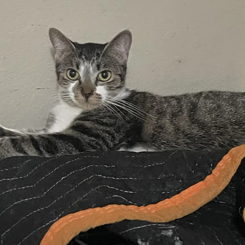 A baby small-sized female Tabby (Gray / Blue / Silver) Domestic Short Hair cat named Sugarplum for adoption in Liverpool, TX