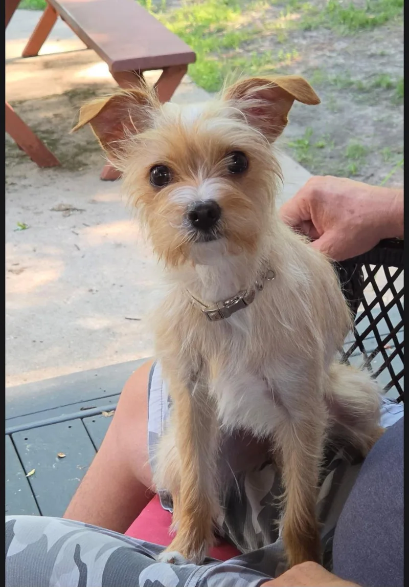 An adult small-sized female Apricot / Beige Terrier dog named Precious for adoption in Jamestown, ND