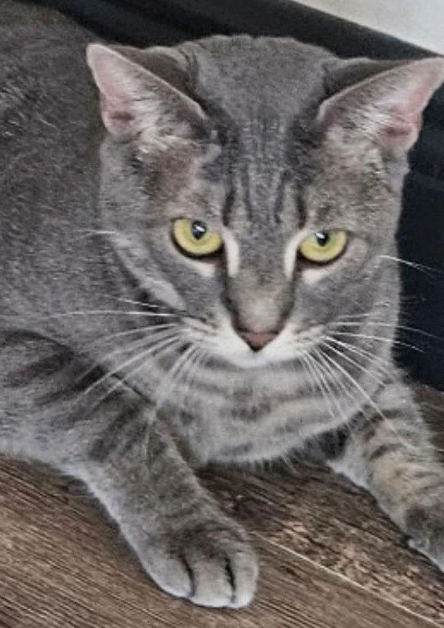 An adult large-sized female American Shorthair cat named Daisy for adoption in Oakland Park, FL
