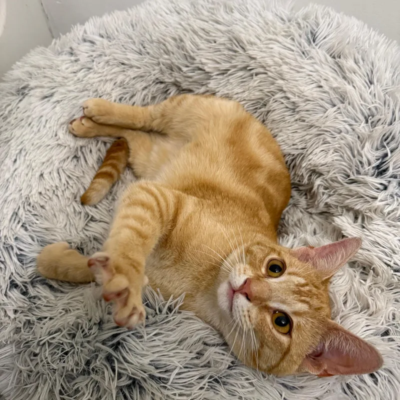A young medium-sized male Orange / Red American Shorthair cat named Sprout for adoption in DICKSON, TN