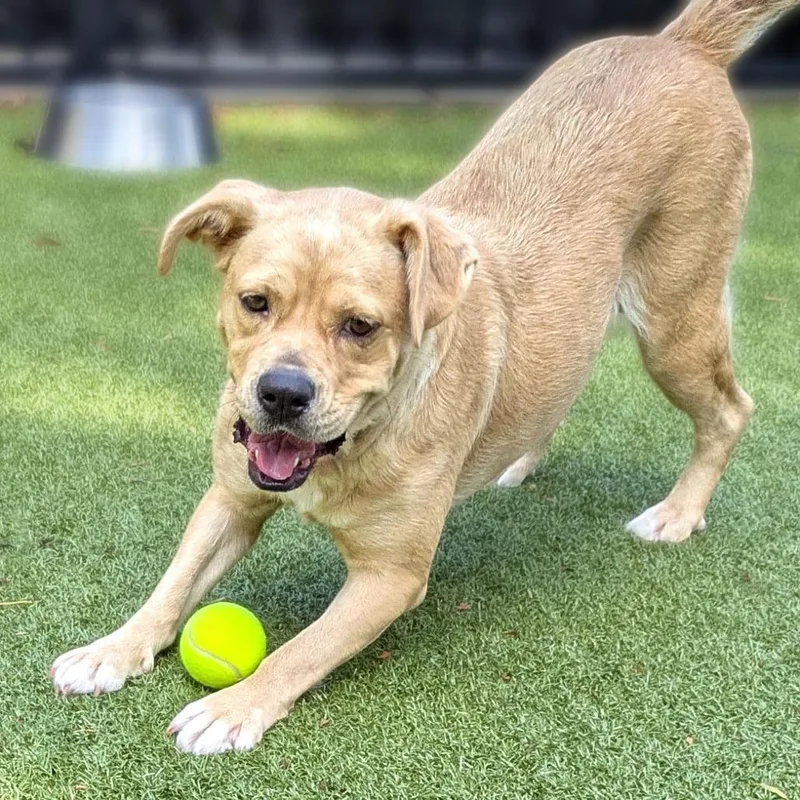A young medium-sized female Boxer dog named Adora for adoption in Charlottesville, VA