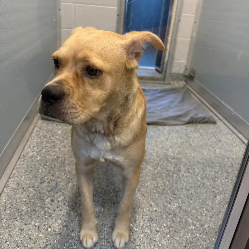 Adora thumbnail 6