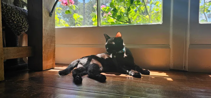 A baby small-sized male Black Domestic Short Hair cat named Stubbs for adoption in Fountain Valley, CA