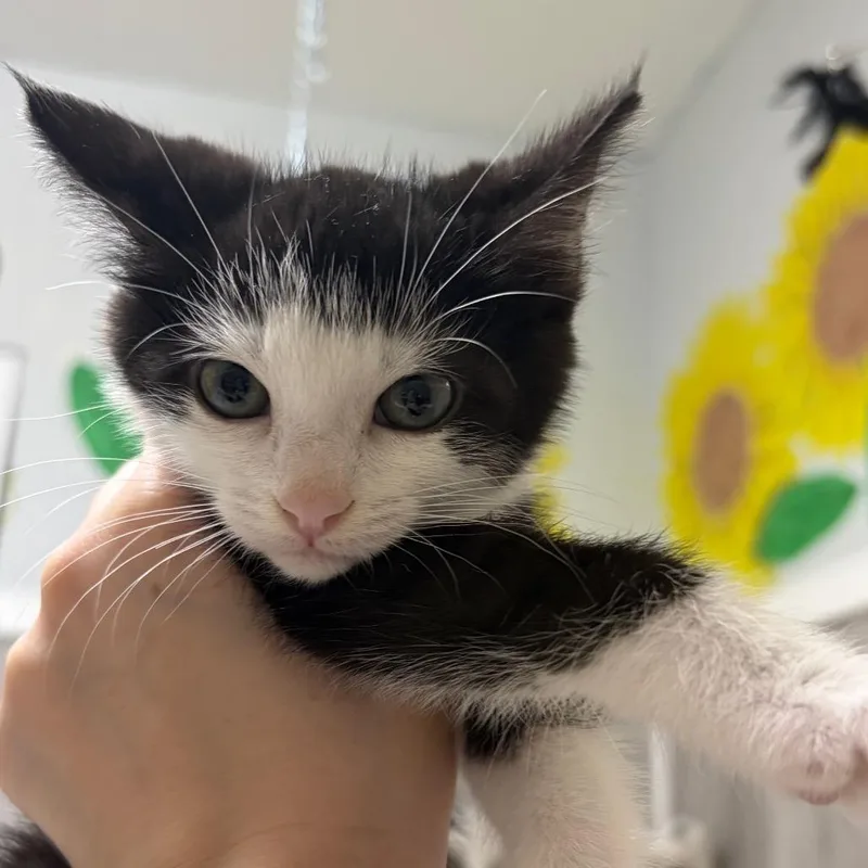 A baby small-sized female Black Domestic Short Hair cat named Maeve for adoption in Franklin, NC