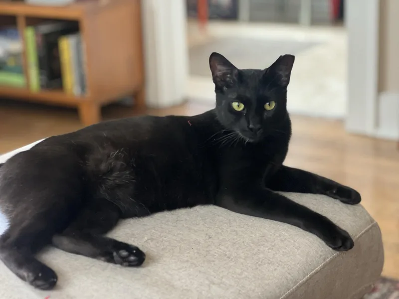 A young large-sized male Black Domestic Short Hair cat named Banksy for adoption in Seattle, WA