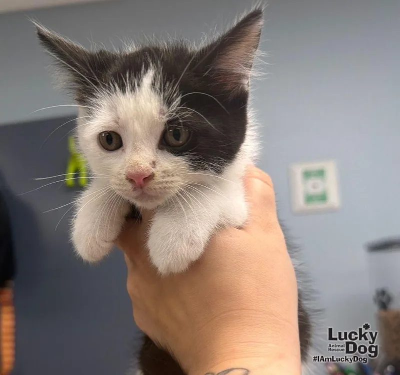 A baby medium-sized male Domestic Short Hair cat named Tux for adoption in Washington, DC