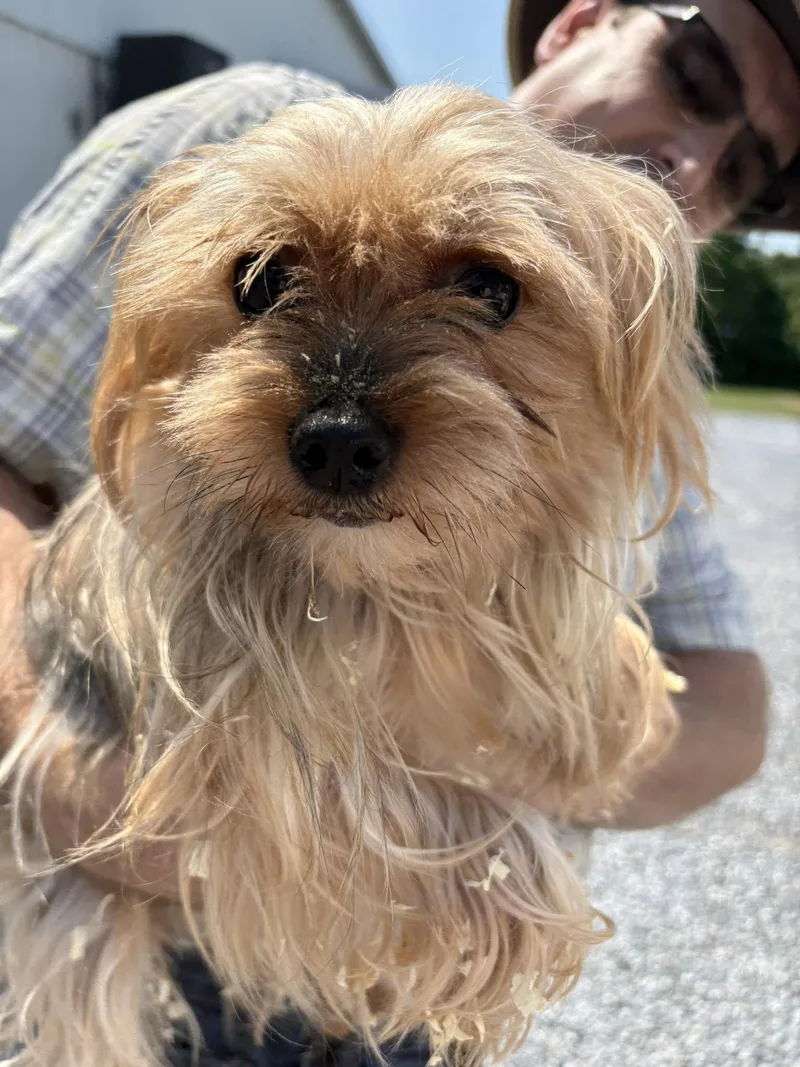 An adult small-sized female Yorkshire Terrier dog named Sunny for adoption in Havertown, PA