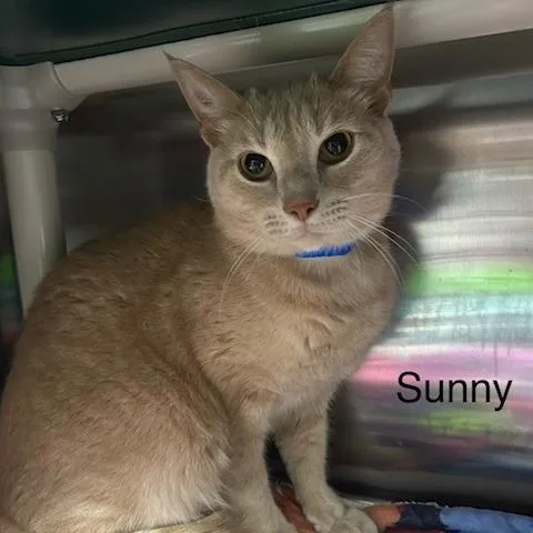 A young medium-sized male Orange / Red Domestic Short Hair cat named Sunny for adoption in Knoxville, TN