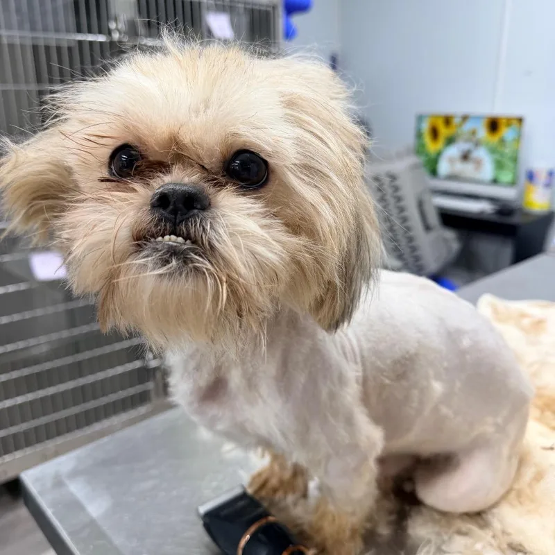 An adult small-sized male Yellow / Tan / Blond / Fawn Mixed Breed dog named Saul for adoption in Weimar, CA