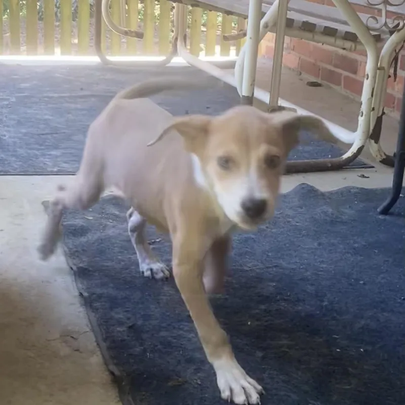 A baby medium-sized female Yellow / Tan / Blond / Fawn Mixed Breed dog named Mya for adoption in Auburn, NH
