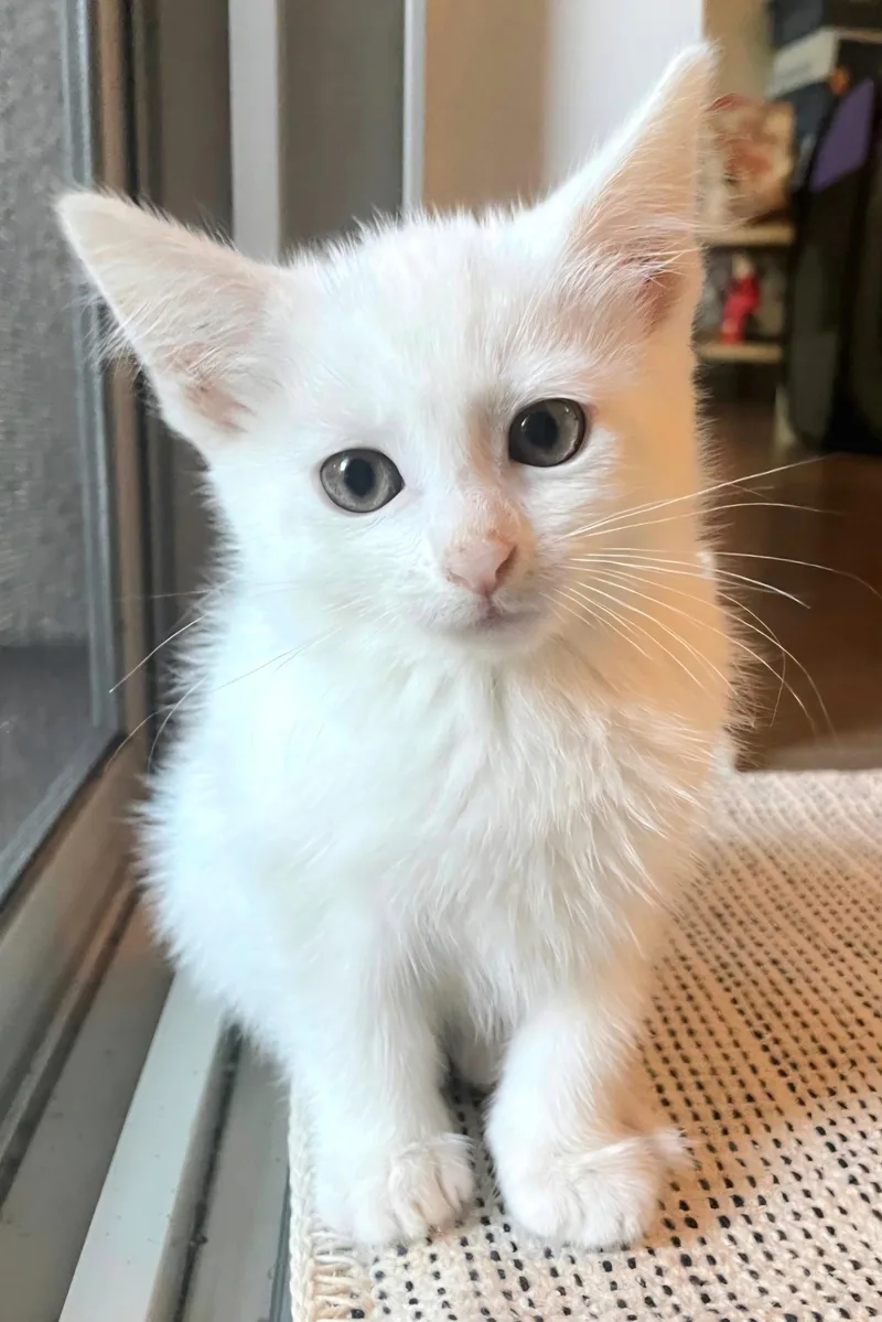 A baby medium-sized male White Domestic Short Hair cat named Soju for adoption in Campbell, CA