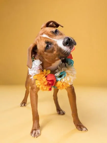 An adult medium-sized female Mixed Breed dog named Nello for adoption in Atlanta, GA