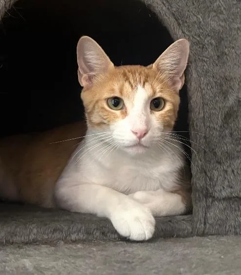 A young medium-sized female Tabby (Orange / Red) Domestic Short Hair cat named Peaches and Cream for adoption in Fort Worth, TX