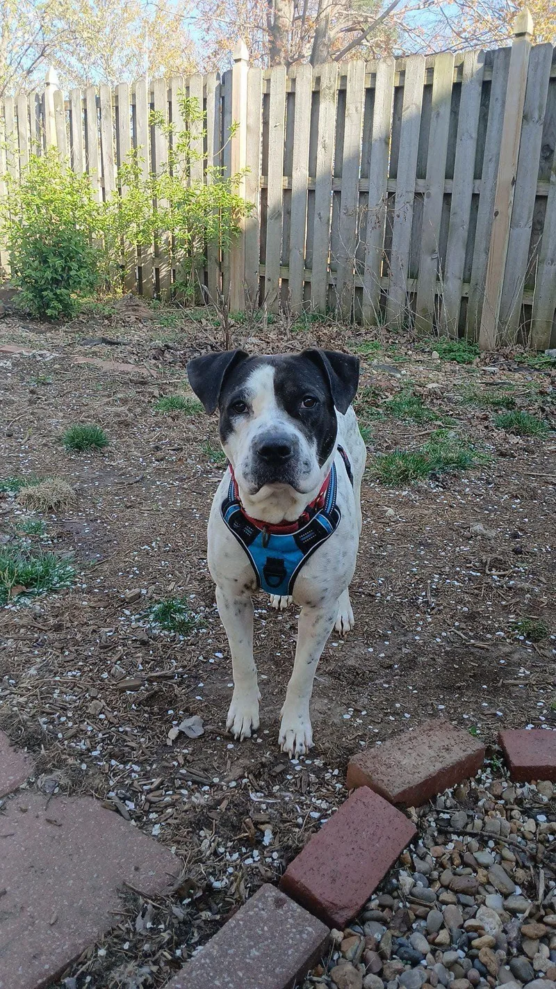 Chunky Monkey thumbnail 3