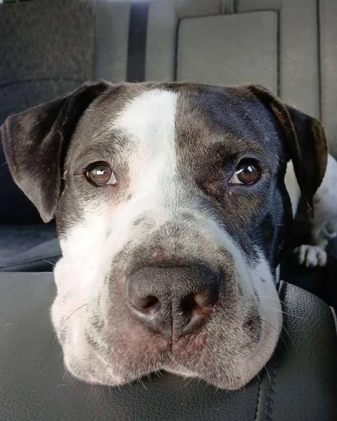 Chunky Monkey thumbnail 4