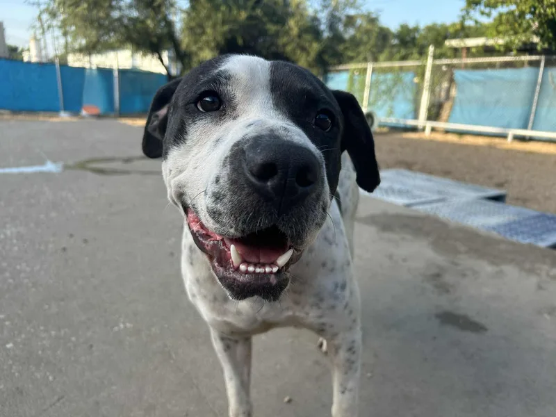 Chunky Monkey thumbnail 5