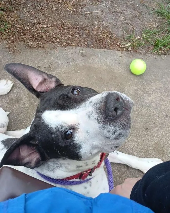 Chunky Monkey thumbnail 6