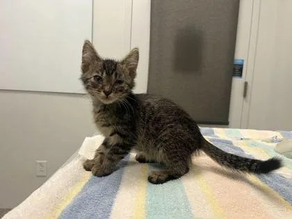 A baby small-sized male Brown / Chocolate Domestic Short Hair cat named Prince Flatulence for adoption in Kansas City, MO