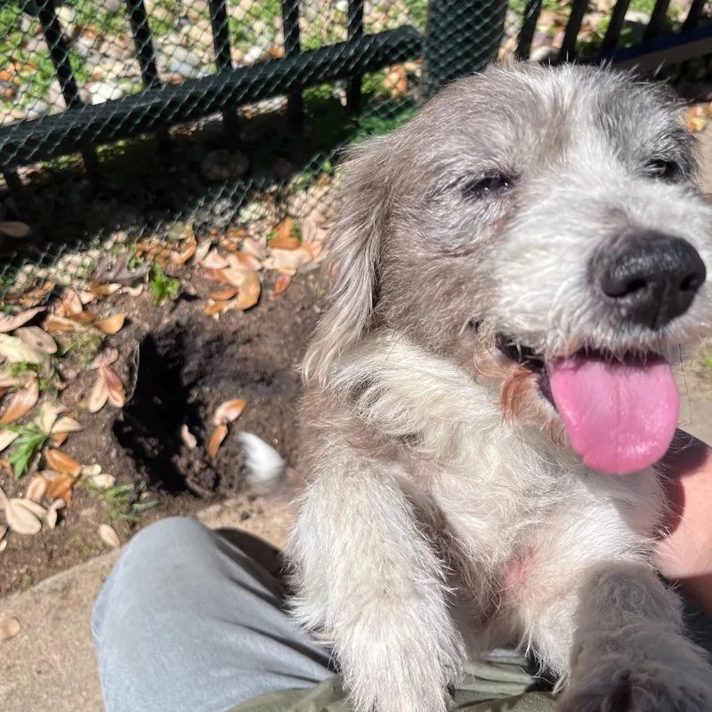 Daisy D Arriving thumbnail 2