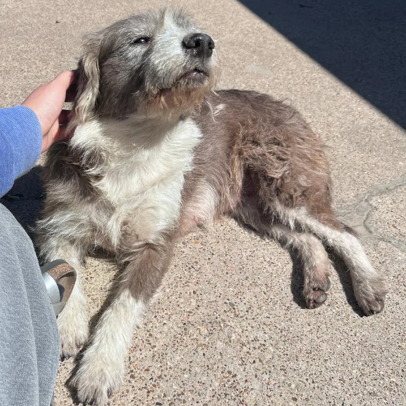 Daisy D Arriving thumbnail 3