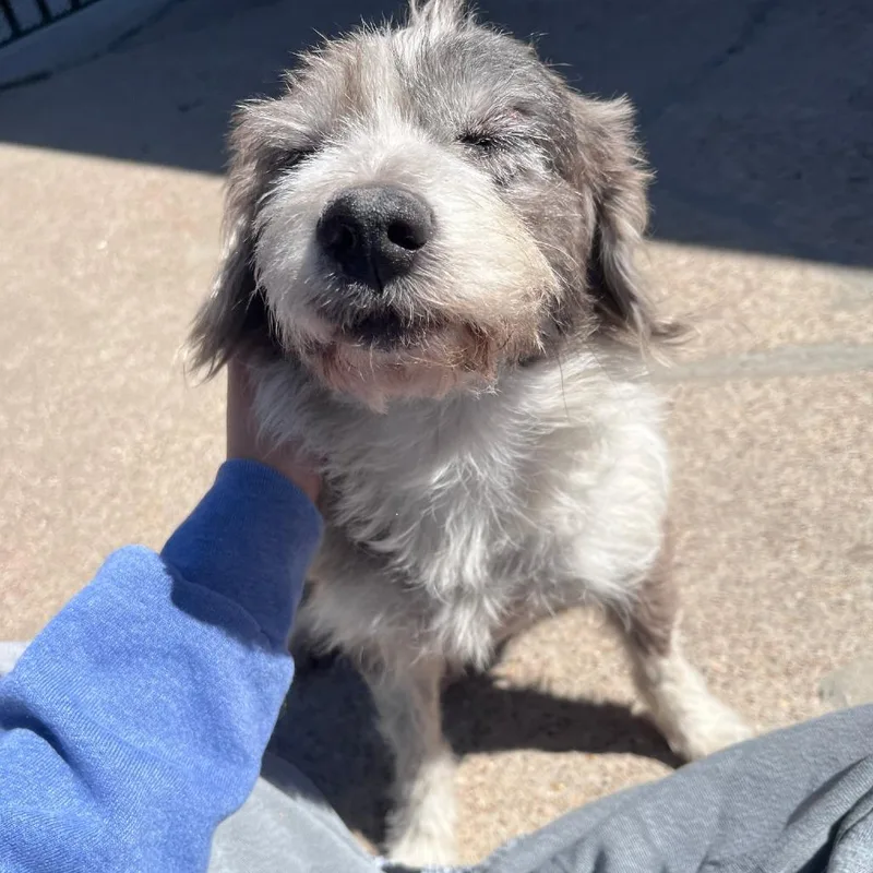 Daisy D Arriving thumbnail 4